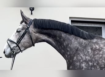 Malopolska horse, Gelding, 6 years, 16,2 hh, Gray