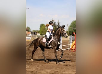 Malopolska horse, Gelding, 6 years, 16,2 hh, Gray