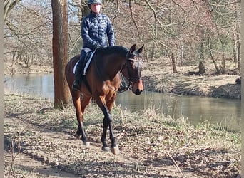 Malopolska horse, Gelding, 6 years, 16 hh, Brown