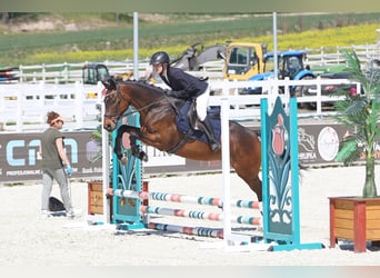 Malopolska horse, Gelding, 6 years, 16 hh, Brown