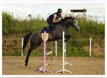 Malopolska horse, Gelding, 6 years, 16 hh, Grey