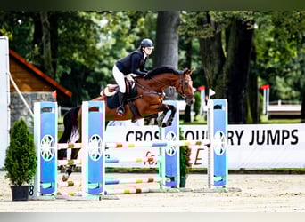 Malopolska horse, Gelding, 7 years, 16 hh, Brown