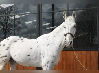 Malopolska horse, Gelding, 7 years, 17,2 hh, Leopard-Piebald