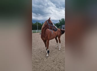 Malopolska horse, Gelding, 9 years, 15,3 hh, Chestnut-Red