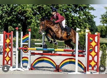 Malopolska horse, Mare, 10 years, 16,1 hh, Bay