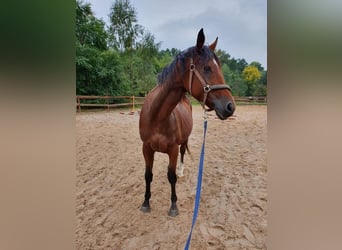 Malopolska horse Mix, Mare, 12 years, 15,2 hh, Brown