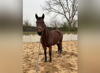 Malopolska horse, Mare, 13 years, 15,2 hh, Brown