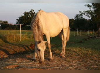 Malopolska, Stute, 13 Jahre, 15 hh, Schimmel