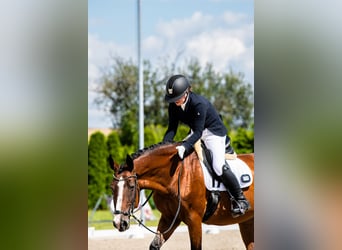 Malopolska, Stute, 16 Jahre, 16 hh, Brauner