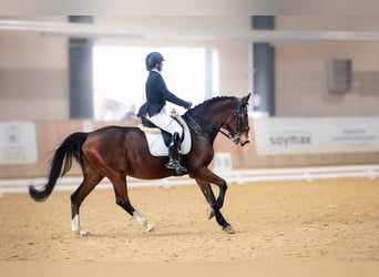 Malopolska horse, Mare, 16 years, 16 hh, Brown