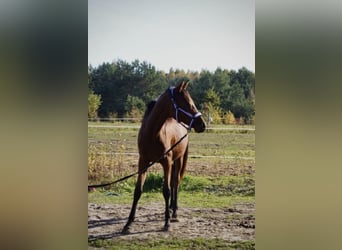 Malopolska horse, Mare, 2 years, 16,2 hh, Brown