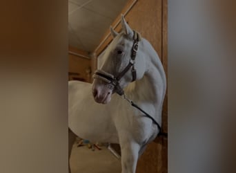 Malopolska horse, Mare, 3 years, 15.2 hh, Leopard-Piebald