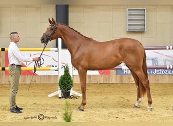 Malopolska horse, Mare, 3 years, 16.1 hh, Chestnut-Red
