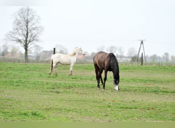 Malopolska horse, Mare, 4 years, 15.1 hh, Gray