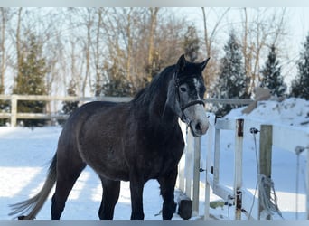 Malopolska horse, Mare, 4 years, 15.1 hh, Gray