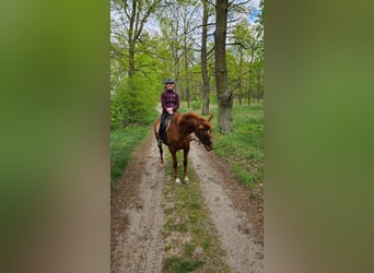 Malopolska horse, Mare, 4 years, 16.1 hh, Chestnut-Red