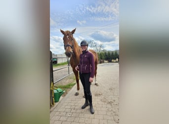 Malopolska horse, Mare, 4 years, 16.2 hh, Chestnut-Red