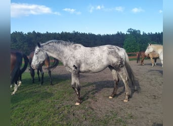 Malopolska horse, Mare, 4 years, 16 hh, Leopard-Piebald