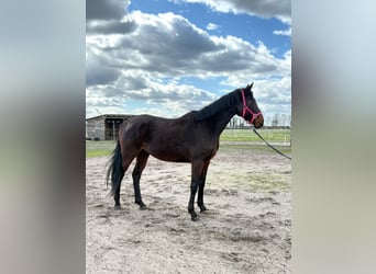 Malopolska horse, Mare, 4 years, 16,2 hh