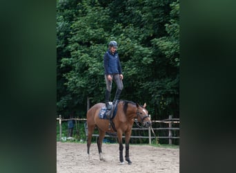 Malopolska horse, Mare, 5 years, 16.1 hh, Bay