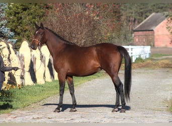 Malopolska horse, Mare, 6 years, 15.3 hh, Bay-Dark