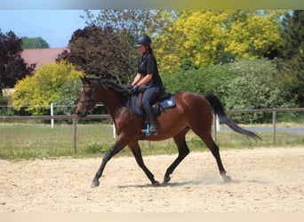 Malopolska horse, Mare, 6 years, 15.3 hh, Bay-Dark