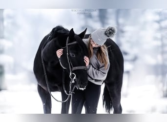 Malopolska horse, Mare, 6 years, 16 hh, Black