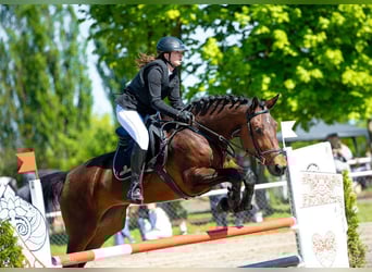 Malopolska horse, Mare, 6 years, 16 hh, Brown