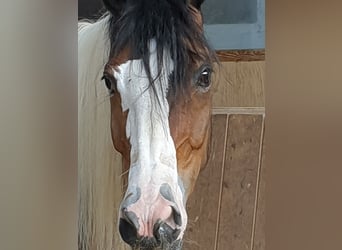 Malopolska horse, Mare, 9 years, 14,2 hh, Pinto