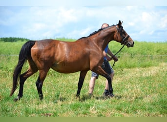 Malopolska horse, Mare, 9 years, 16 hh, Brown