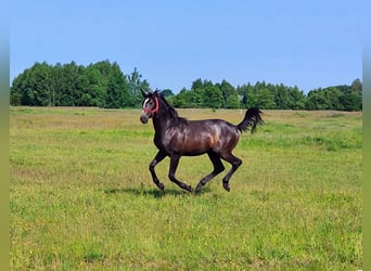 Malopolska horse, Stallion, 1 year, 15,1 hh, Grey