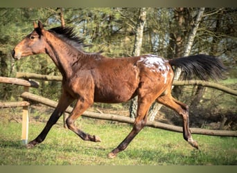 Malopolska horse, Stallion, 1 year, 16 hh, Leopard-Piebald