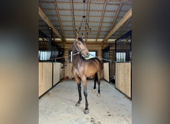 Malopolska horse, Stallion, 2 years, 15,1 hh, Bay