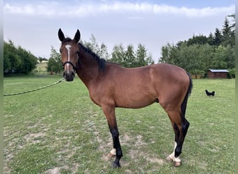 Malopolska horse, Stallion, 2 years, 16 hh, Bay