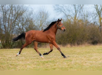 Malopolska horse, Stallion, 2 years, 16 hh, Brown