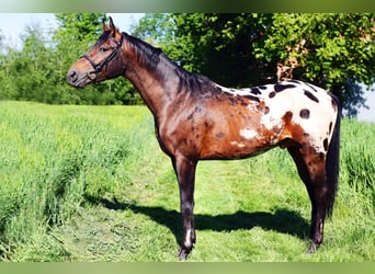 Malopolska horse, Stallion, 3 years, 16 hh, Leopard-Piebald