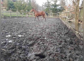 Malopolska horse, Stallion, 4 years, 16 hh, Brown