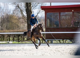 Malopolska horse, Stallion, 6 years, 16 hh, Bay-Dark