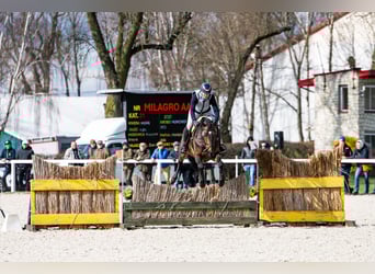 Malopolska horse, Stallion, 6 years, 16 hh, Bay-Dark