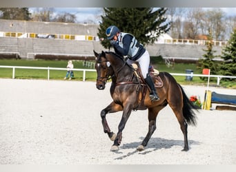 Malopolska horse, Stallion, 6 years, 16 hh, Bay-Dark