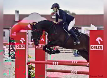 Malopolska horse, Stallion, 13 years, 16,2 hh, Bay-Dark