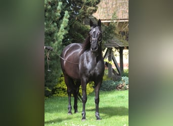 Malopolska, Stute, 11 Jahre, 164 cm, Rappe