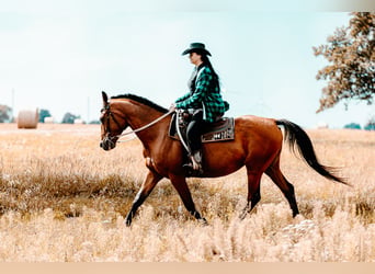Malopolska, Stute, 13 Jahre, 170 cm, Rotbrauner
