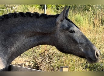 Malopolska, Stute, 2 Jahre, 165 cm, Rappschimmel