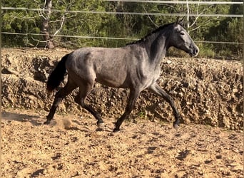 Malopolska, Stute, 2 Jahre, 165 cm, Rappschimmel