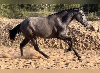 Malopolska, Stute, 2 Jahre, 165 cm, Rappschimmel