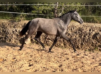 Malopolska, Stute, 2 Jahre, 165 cm, Rappschimmel