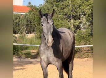 Malopolska, Stute, 2 Jahre, 165 cm, Rappschimmel