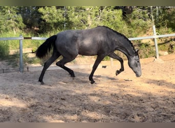 Malopolska, Stute, 2 Jahre, 165 cm, Rappschimmel