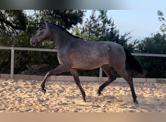 Malopolska, Stute, 2 Jahre, 165 cm, Rappschimmel